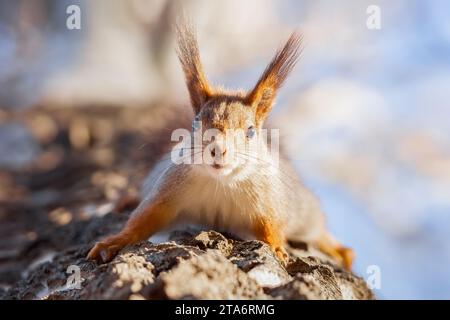 Curious red squirrel peeking behind the tree trunk Stock Photo