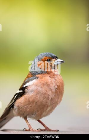 a finch sits on the road and looks at the camera, a beautiful bird Stock Photo