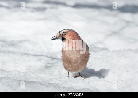 A bird of the genus Jay of the corvid family of the order Passeriformes in the winter forest Stock Photo