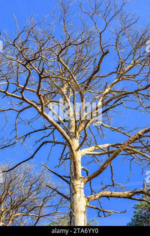 Dead and dying Maritime Pine tree (Pinus pinaster) - west-central France. Stock Photo