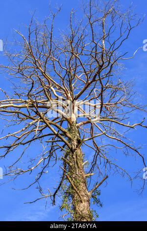 Dead and dying Maritime Pine tree (Pinus pinaster) - west-central France. Stock Photo