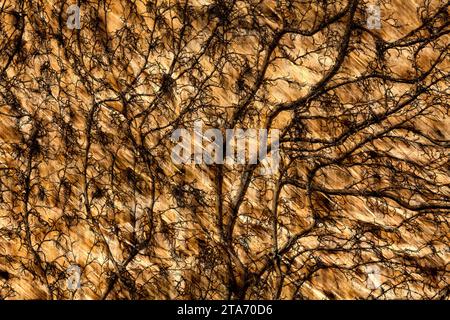 Katlenburg castle, old barn wall, Katlenburg-Lindau, district of Northeim, Lower Saxony, Germany Stock Photo