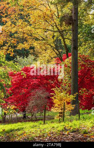 Autumn colours at Batsford Arboretum, Batsford, Moreton in Marsh, Gloucestershire, England UK Stock Photo
