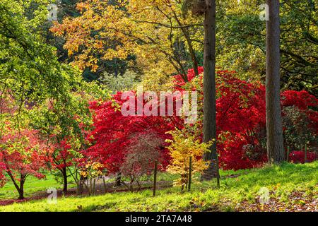 Autumn colours at Batsford Arboretum, Batsford, Moreton in Marsh, Gloucestershire, England UK Stock Photo