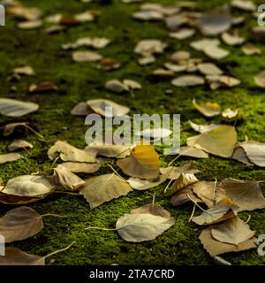 a square image of dry tree leaves Stock Photo
