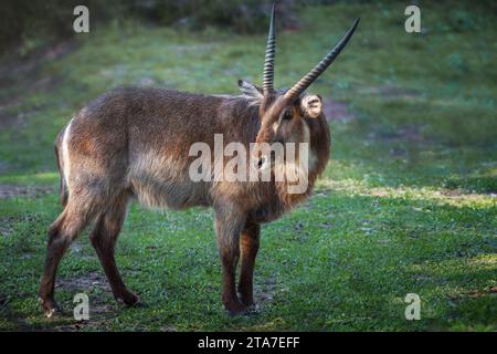 Male Waterbuck Antelope (Kobus ellipsiprymnus) Stock Photo