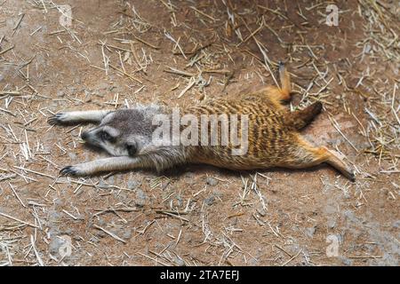 Slender Tailed Meerkat laying on the ground (Suricata suricatta) Stock Photo