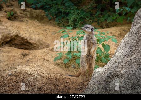 Watchful Slender Tailed Meerkat (Suricata suricatta) Stock Photo