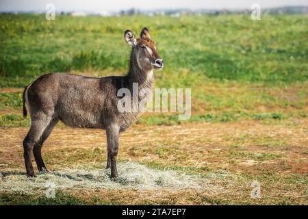Female Waterbuck Antelope (Kobus ellipsiprymnus) Stock Photo