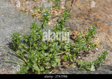 Feld-Ehrenpreis, Feldehrenpreis, Veronica arvensis, wall speedwell, corn speedwell, common speedwell, rock speedwell, field speedwell, La Véronique de Stock Photo