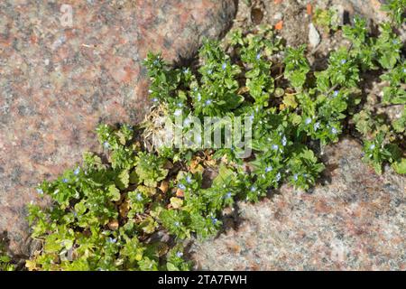 Feld-Ehrenpreis, Feldehrenpreis, Veronica arvensis, wall speedwell, corn speedwell, common speedwell, rock speedwell, field speedwell, La Véronique de Stock Photo