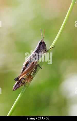 Gemeiner Grashüpfer, Grashüpfer, Weibchen, Pseudochorthippus parallelus, Chorthippus parallelus, Chorthippus longicornis, common meadow grasshopper, m Stock Photo
