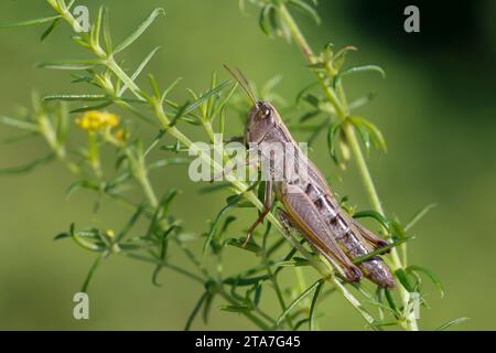 Gemeiner Grashüpfer, Grashüpfer, Weibchen, Pseudochorthippus parallelus, Chorthippus parallelus, Chorthippus longicornis, common meadow grasshopper, m Stock Photo