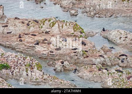 Fur Seals and Seagulls on a Rocky Coast Near Kaikoura, New Zealand Stock Photo