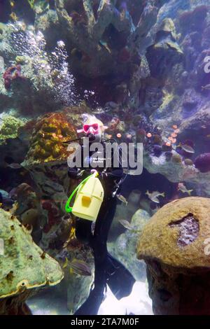 Female diver inside the  Giant Ocean Tank at the New England Aquarium, Boston Stock Photo