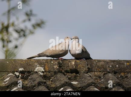 Eurasian collared dove Streptopelia decaocto, pair performing courtship and bonding ritual perched on bungalow roof, County Durham, England, UK, May. Stock Photo