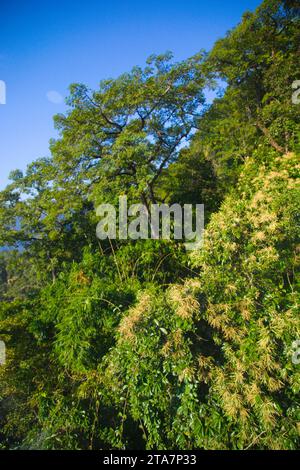 Nepal, Pokhara, Sarangkot, forest, trees, flora, vegetation Stock Photo ...