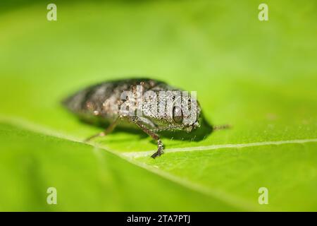 Perot is lugubris is a genus of beetles in the family Buprestidae.The insect is a parasite. Stock Photo