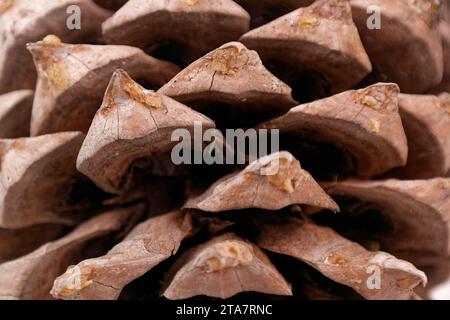 Close-up of the leaves of a Coulter Pinecone with fibonacci spirals Stock Photo