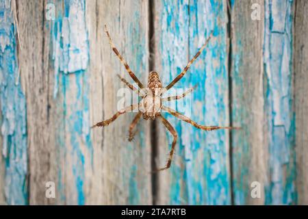 macro closeup on Hyllus semicupreus Jumping Spider. This spider is known to eat small insects like grasshoppers, flies, bees as well as other small sp Stock Photo