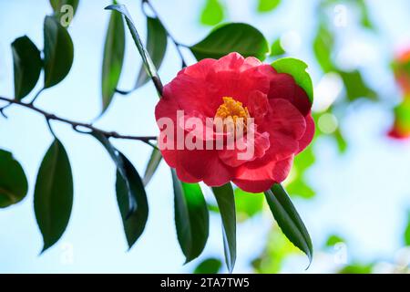Camellia japonica Adolphe Audusson, camellia Adolphe Audusson, rich red, semi-double flowers, yellow stamens. Stock Photo