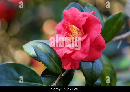 Camellia japonica Adolphe Audusson, camellia Adolphe Audusson, rich red, semi-double flowers, yellow stamens. Stock Photo