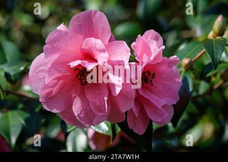 Camellia × williamsii Donation, large, semi-double, soft pink, saucer-shaped flowers in late winter / early spring Stock Photo