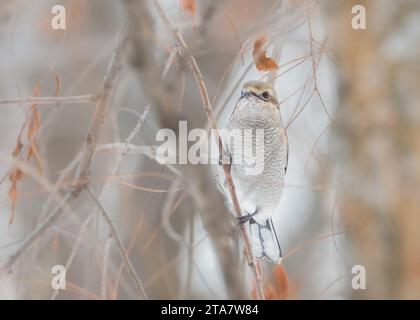 Closeup of concealed Northern Shrike perched on a vertical twig in a tree Stock Photo