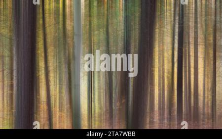 Vertically blurred tree trunks autumn forest background Stock Photo