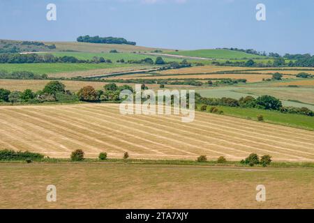 Chanctonbury Ring (clump of trees on the skyline) as viewed across open downland, from Cissbury Ring - South Downs National Park, West Sussex, UK. Stock Photo
