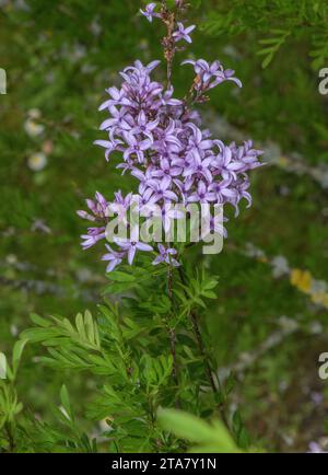 Persian lilac, Syringa persica - a hybrid, thought to originate from a cross of Syringa × laciniata and S. afghanica. Garden. Stock Photo