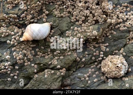 Dogwhelk (left) and limpet covered in barnacles (right)  attached to rock Stock Photo