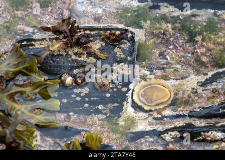 Topshells and upturned limpet in rockpool Stock Photo
