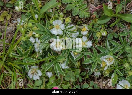 White Cinquefoil, Potentilla alba in flower in France. Stock Photo