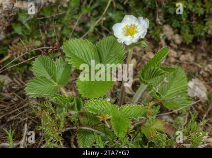 Green strawberry, Fragaria viridis, in flower, Alps. Stock Photo