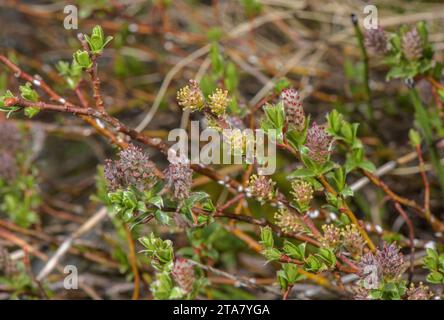Swamp willow, Salix myrtilloides, male catkins. Arctic Europe. Stock Photo