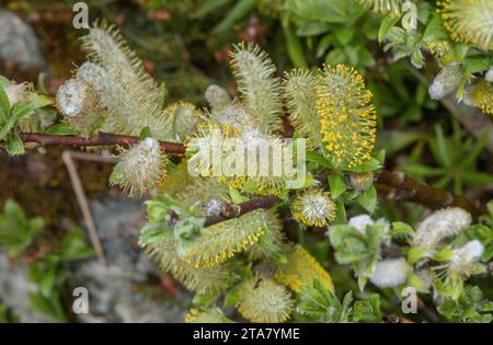 Halberd-leaved willow, Salix hastata male flowers. Alps. Stock Photo