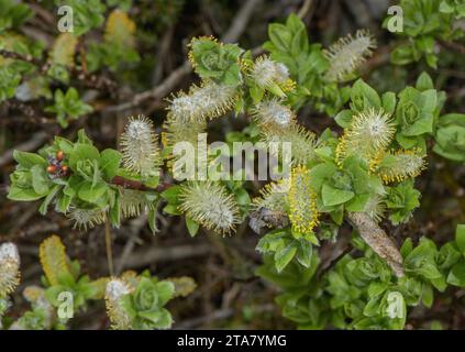 Halberd-leaved willow, Salix hastata male flowers. Alps. Stock Photo