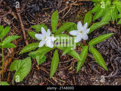Three-leaved Anemone, Anemone trifolia, in flower in spring, in the Dolomites. Stock Photo