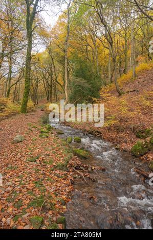 Nant Iago and woodland in autumn colours, St Mary's Vale, Powys, Wales, UK Stock Photo