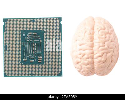 Human brain anatomical model with CPU processor microchip isolated on white background. Stock Photo