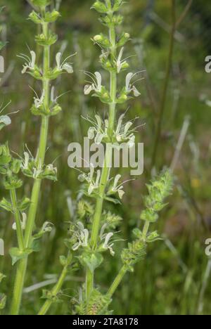 Austrian sage, Salvia austriaca in flower in montane grassland. Eastern Alps. Stock Photo
