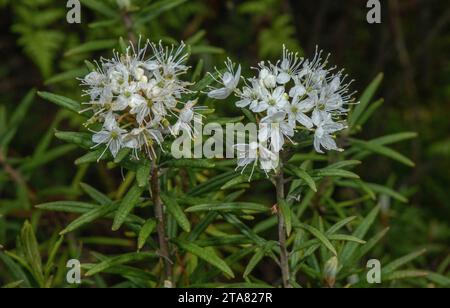 Marsh Labrador tea, Rhododendron tomentosum, in flower in damp boggy area, northern Europe. Stock Photo