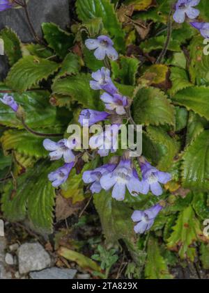 Orpheus flower, Haberlea rhodopensis, in flower on rocks, Rhodope Mountains. Stock Photo