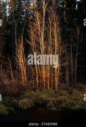 Late fall aspens illuminated by setting sun in Ponderosa State Park near McCall, Idaho Stock Photo