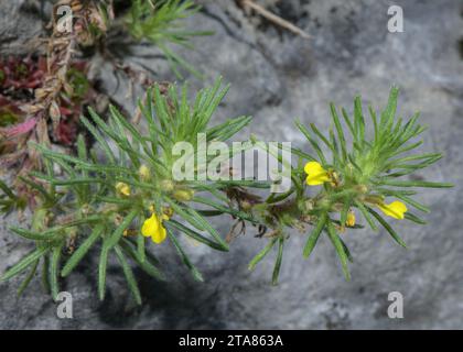 Ground-pine, Ajuga chamaepitys, in flower. Rare cornfield weed in the UK. Stock Photo