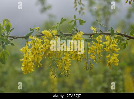 Flowers of Common Laburnum, Laburnum anagyroides coming out in spring in the Vercors, France. Stock Photo