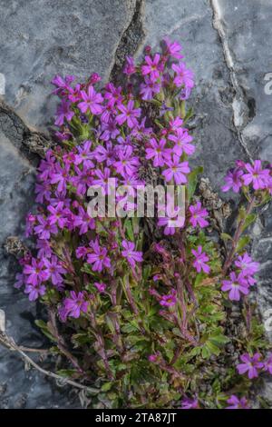 Fairy foxglove, Erinus alpinus, in flower on limestone cliff in the Pyrenees. Stock Photo