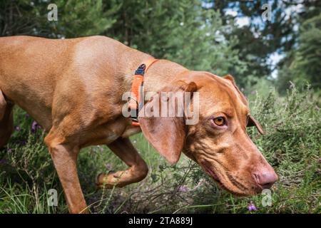 Sprizsla dog - light fawn colour Vizsla Springer Spaniel cross - exploring the forest in Ascot Windsor Great Park Stock Photo