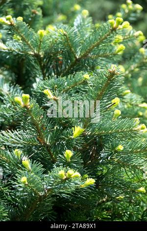 Abies lasiocarpa, Balsam Fir, Rocky Mountain Fir, Alpine Fir, Foliage, Fir, Needles, White Balsam, Pinaceae, Plant, Abies lasiocarpa 'Roger Watson' Stock Photo